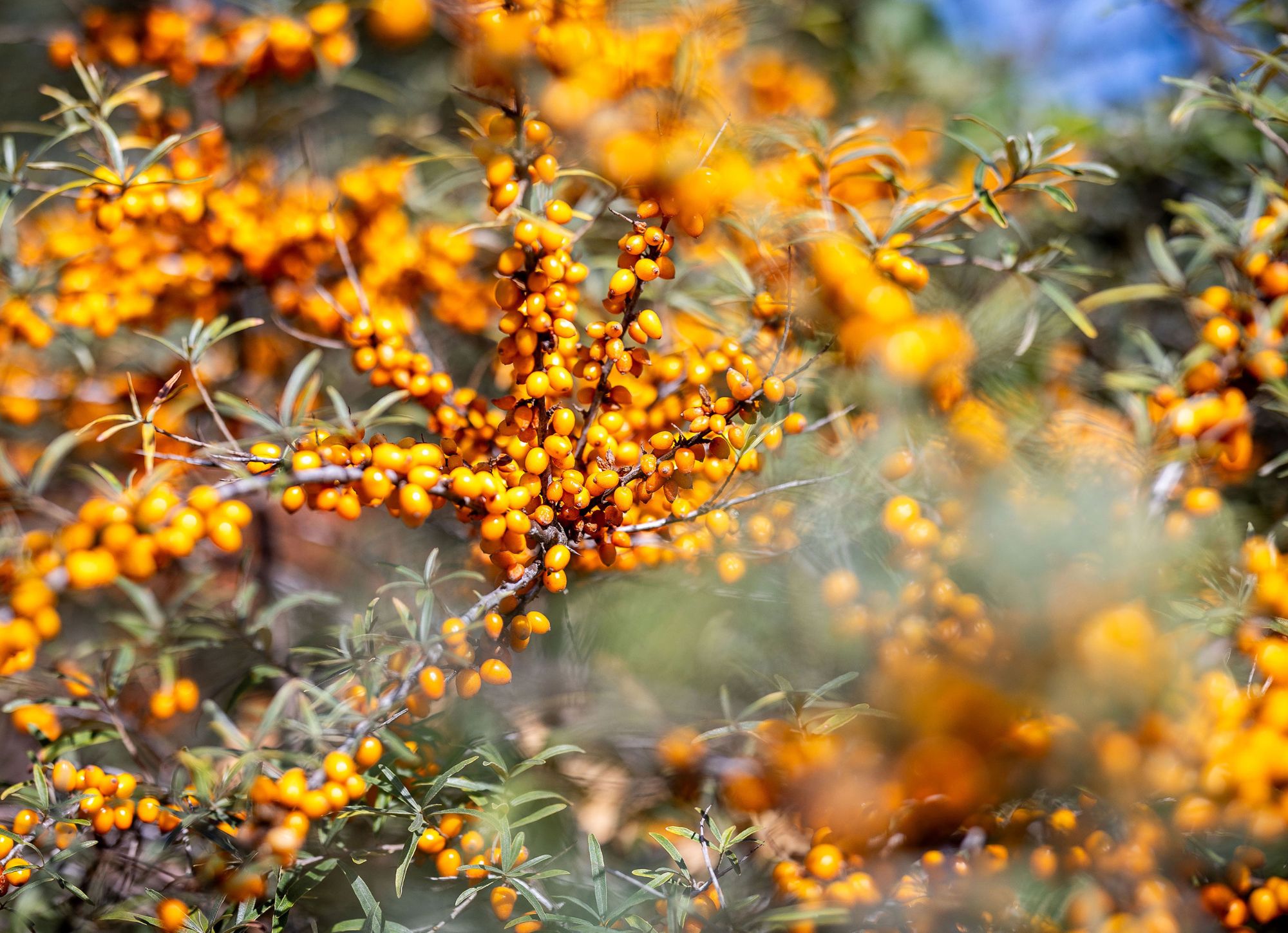 Orangene Sanddornbeeren an Ästen mit grünen Blättern ein blauer Himmel